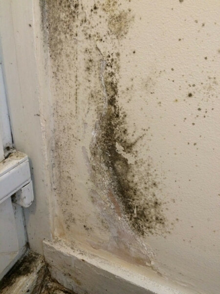 mold in corner of white wall