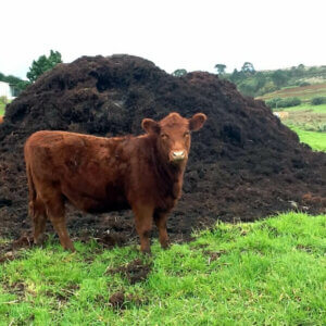 brown cow standing in grass next to pile of manure