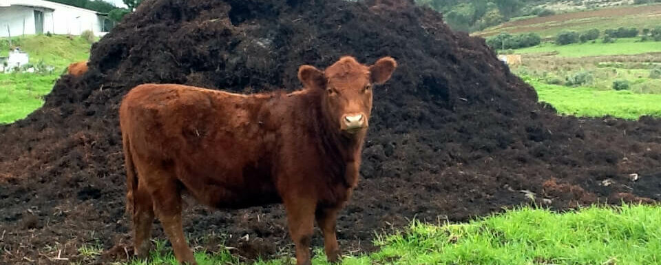 brown cow standing in grass next to pile of manure