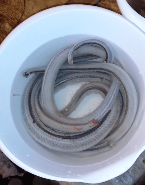 snake meat curing in bucket filled with salt water
