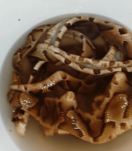 snake skin in whtie bucket filled with water