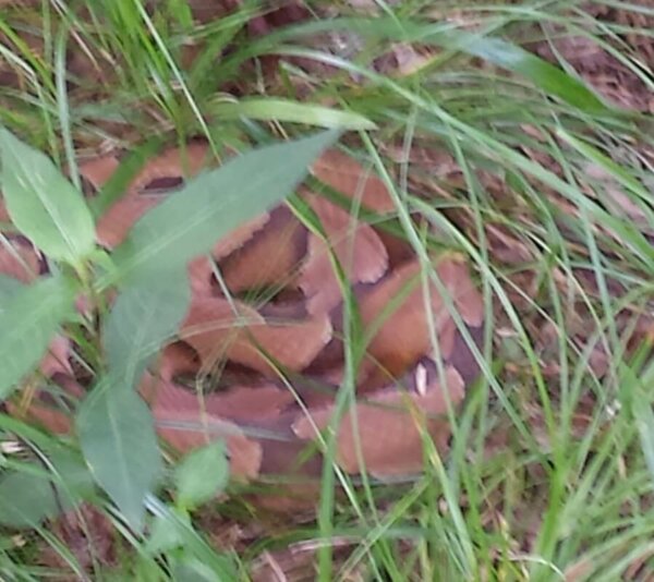 copperhead snake hiding in the grass
