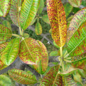 diseased plant leaves