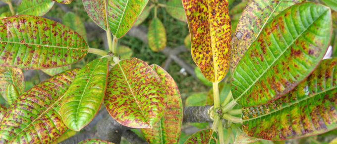 diseased plant leaves