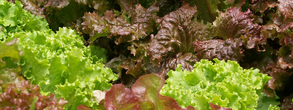 cabbage vs. lettuce