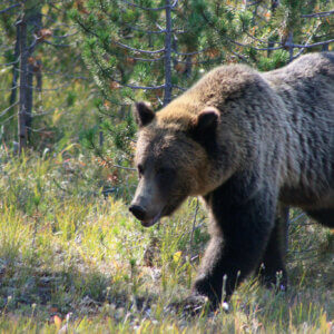 bear at yellowstone