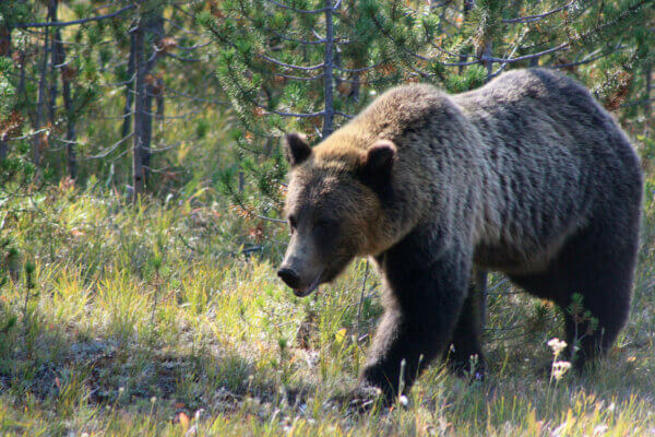 bear at yellowstone