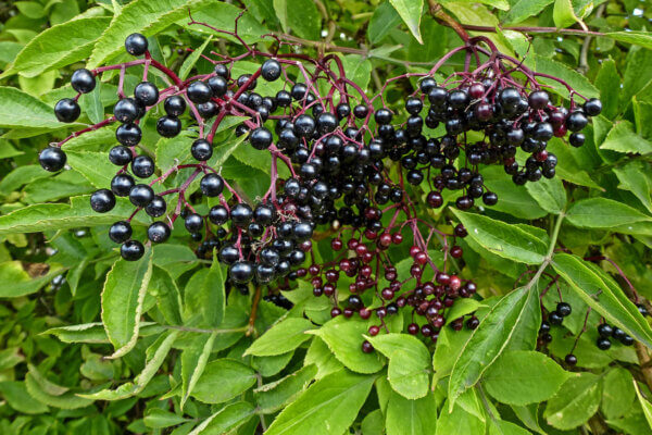 elderberry plants
