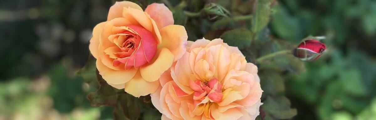 close up on two pink/orange roses