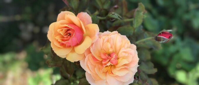 close up on two pink/orange roses