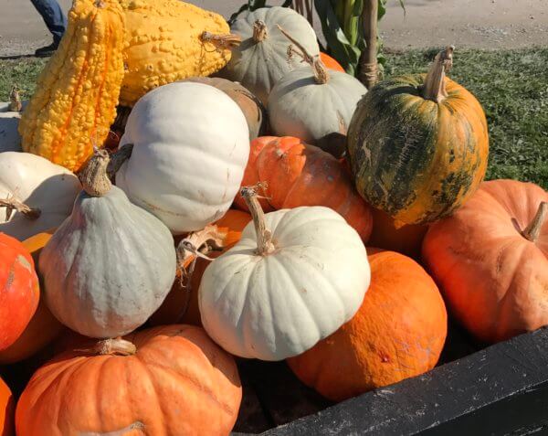 pile of different varieties of squash