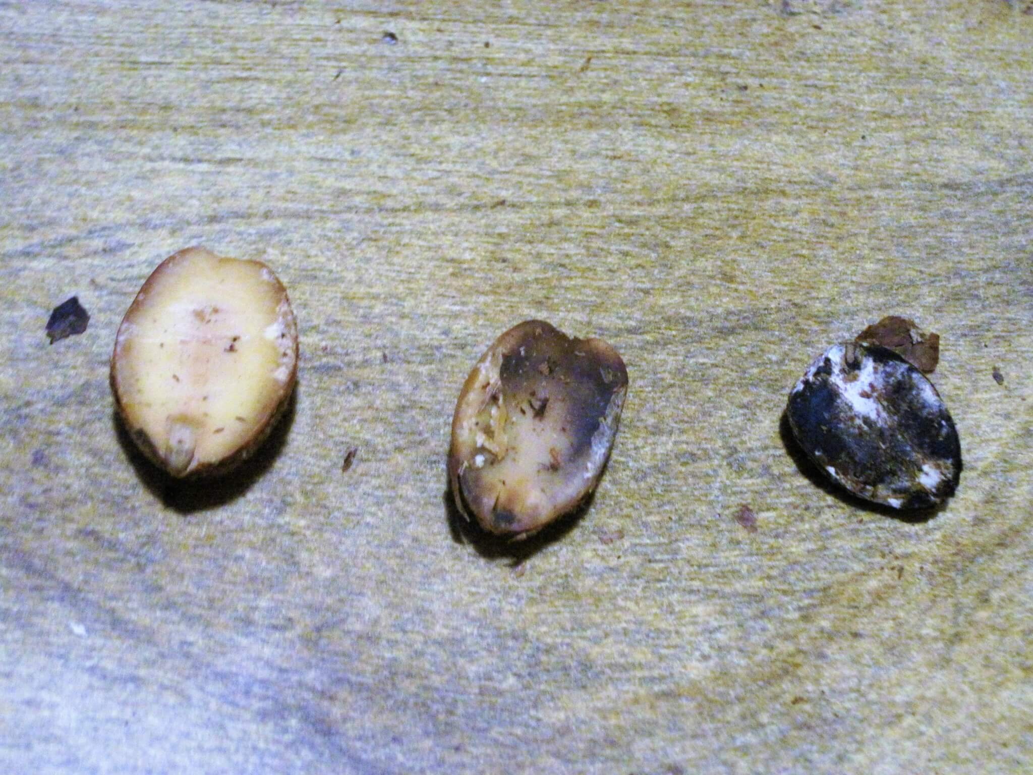 3 different acorns