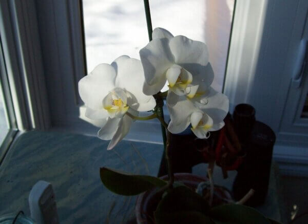 white orchid in winter