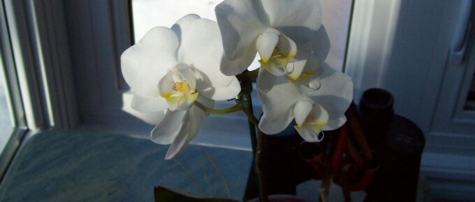white orchid in winter