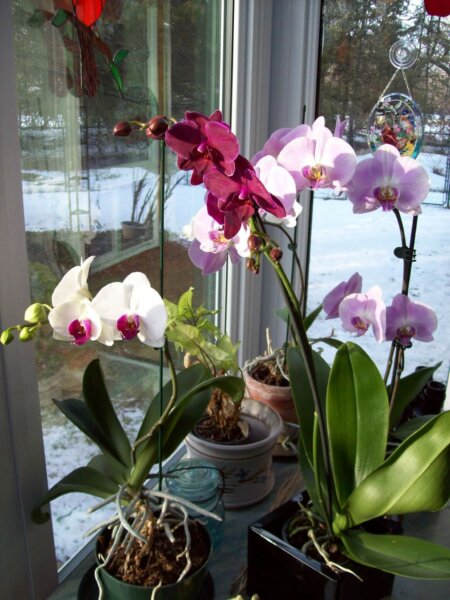 orchids in the window