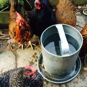 chickens drinking water