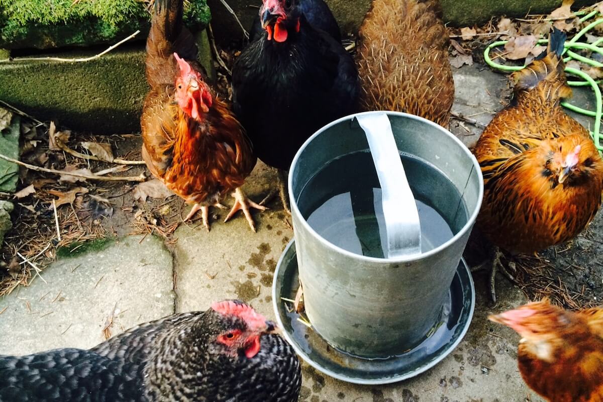 chickens drinking water