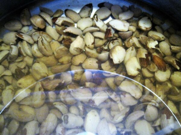 leaching acorns in clear water