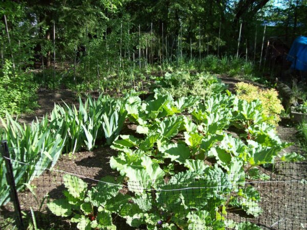 rhubarb garden