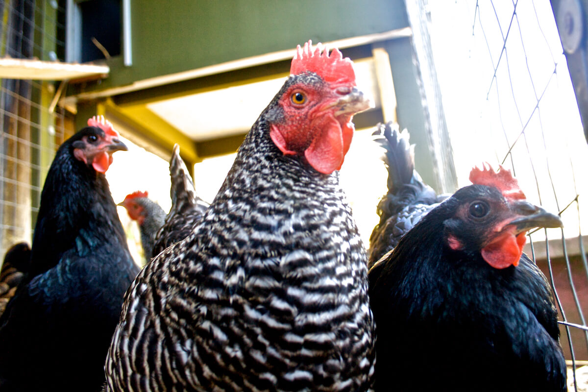 three chickens looking towards camera