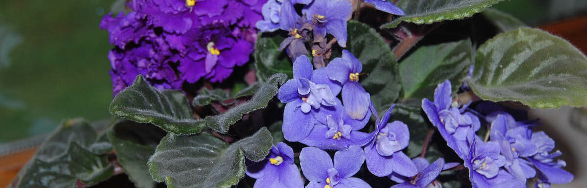 african violets in bloom