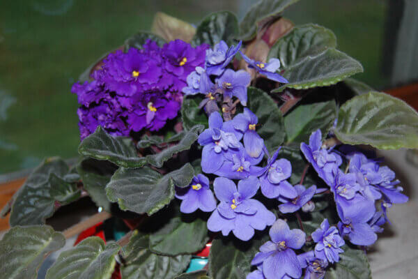 african violets in bloom