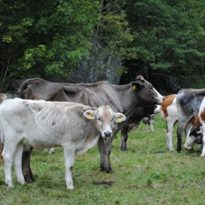 cows in pasture