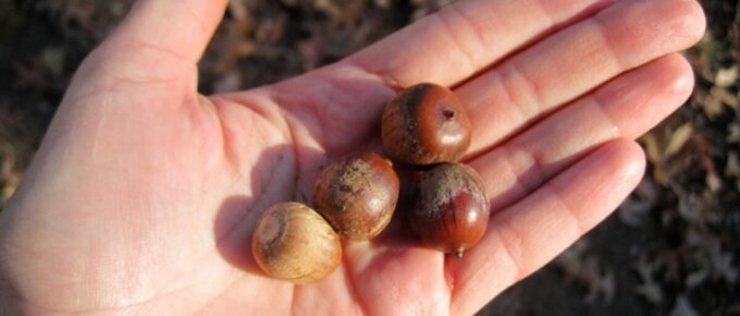 acorns in hand