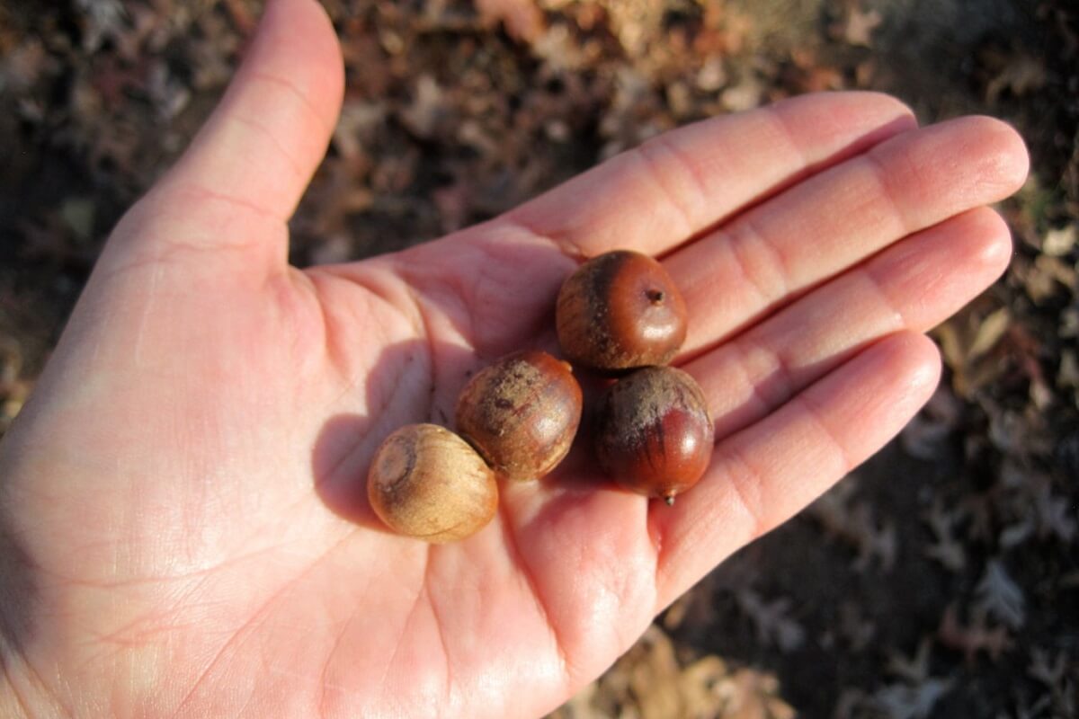 acorns in hand