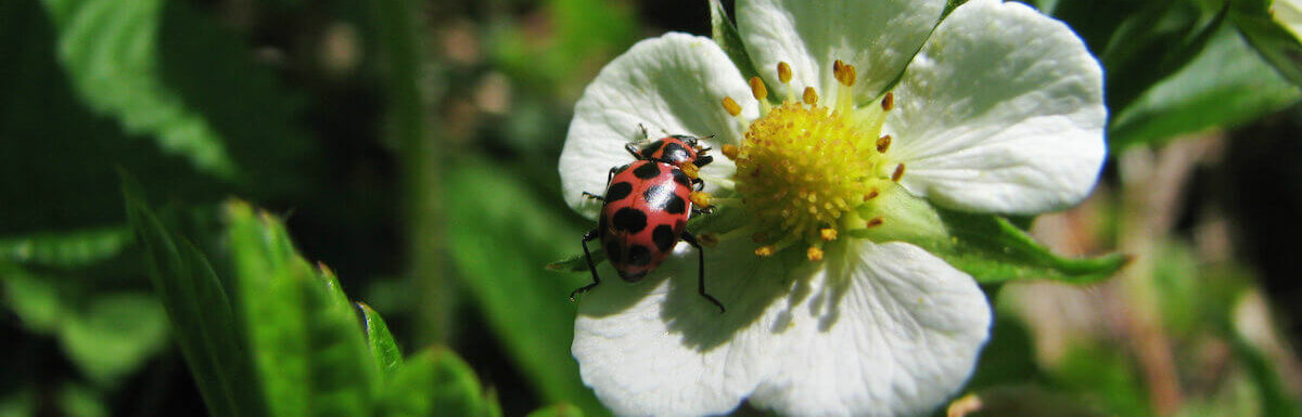 Attracting Ladybugs To The Homestead, Ladybug Farm Kit