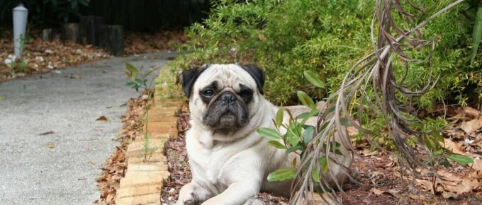 pug in garden