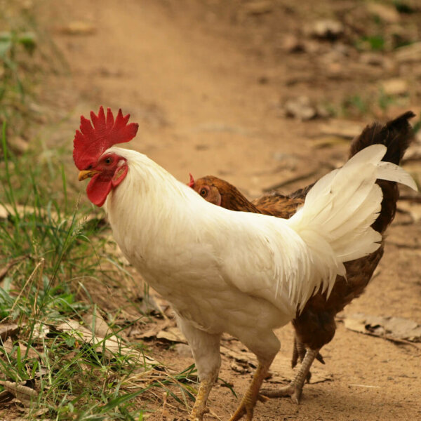 white leghorn chicken breed