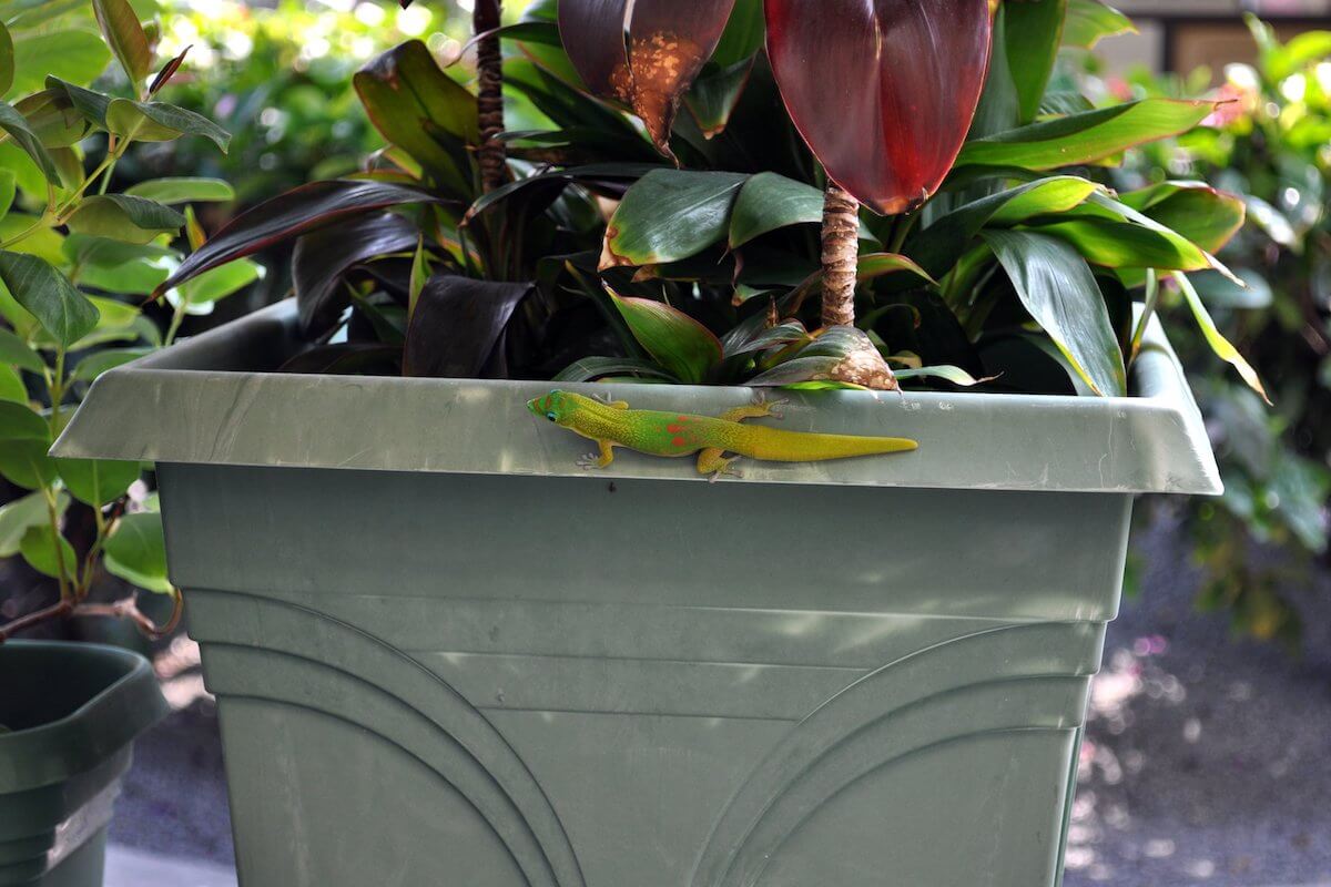 gecko on planter