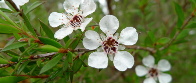 tea tree plant flower