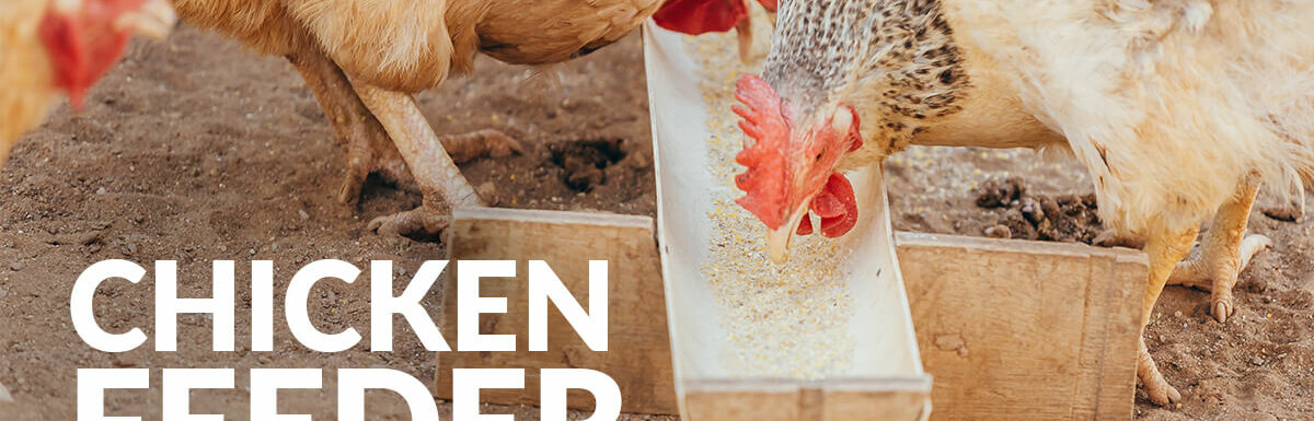 chicken feeder plans featured image