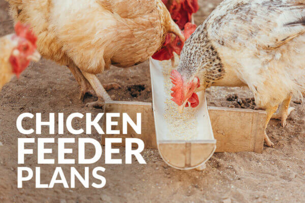 chicken feeder plans featured image