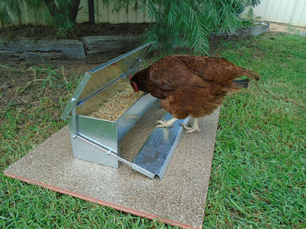 Automatic Chicken Feeder With Pedal