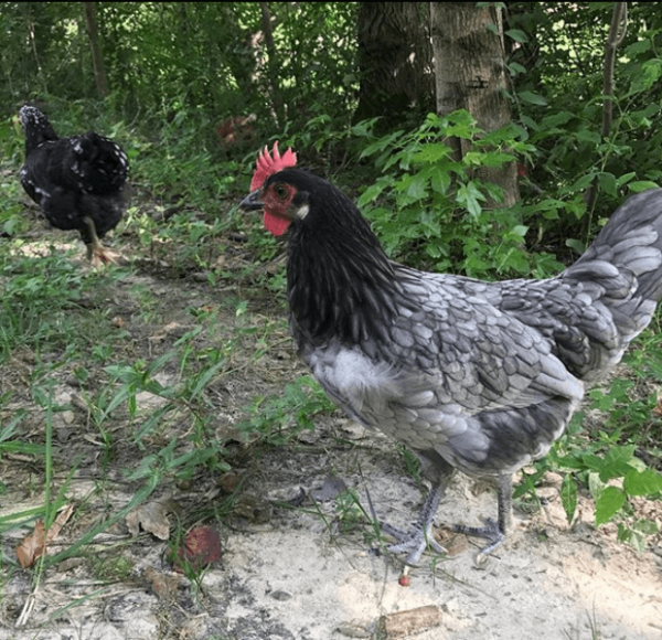 faith the blue andalusian chicken