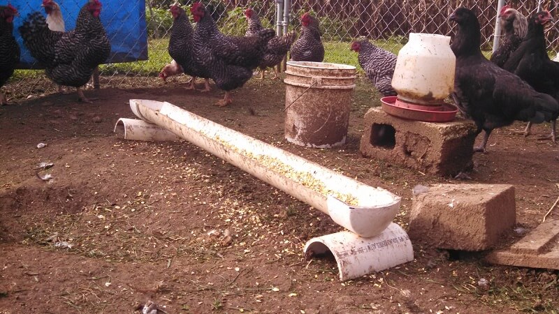 Simple PVC Pipe Chicken Trough Feeder
