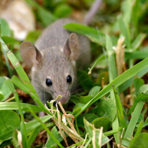 mouse in grass