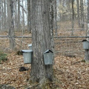 maple trees tapped for sap