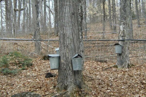 maple trees tapped for sap