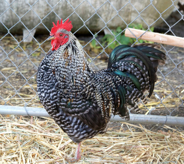 plymouth rock rooster