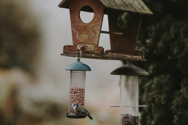 bird and bird house and feeder