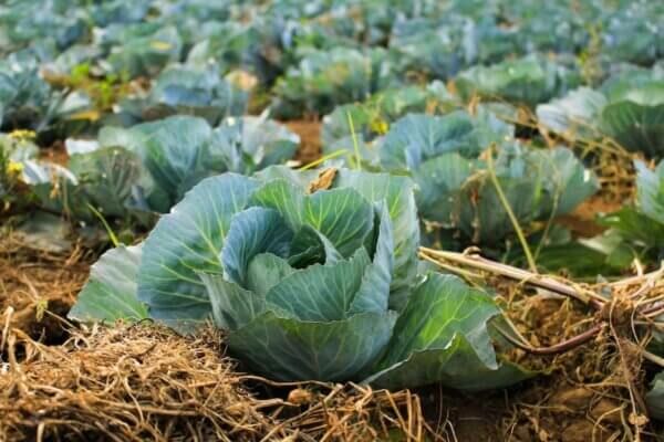 Cabbage patch seeds