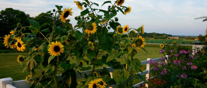 garden fence surrounded by sunflowers