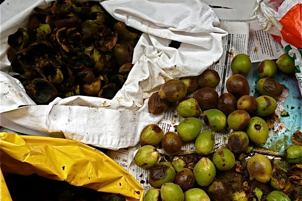 black walnuts being processed