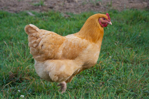 buff orpington chicken