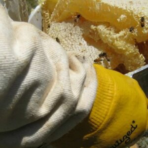 alan harvesting honey