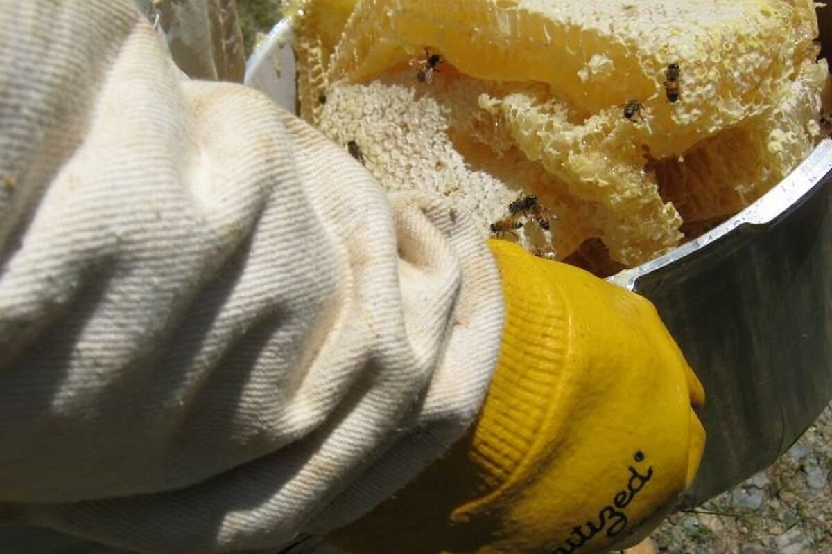 alan harvesting honey